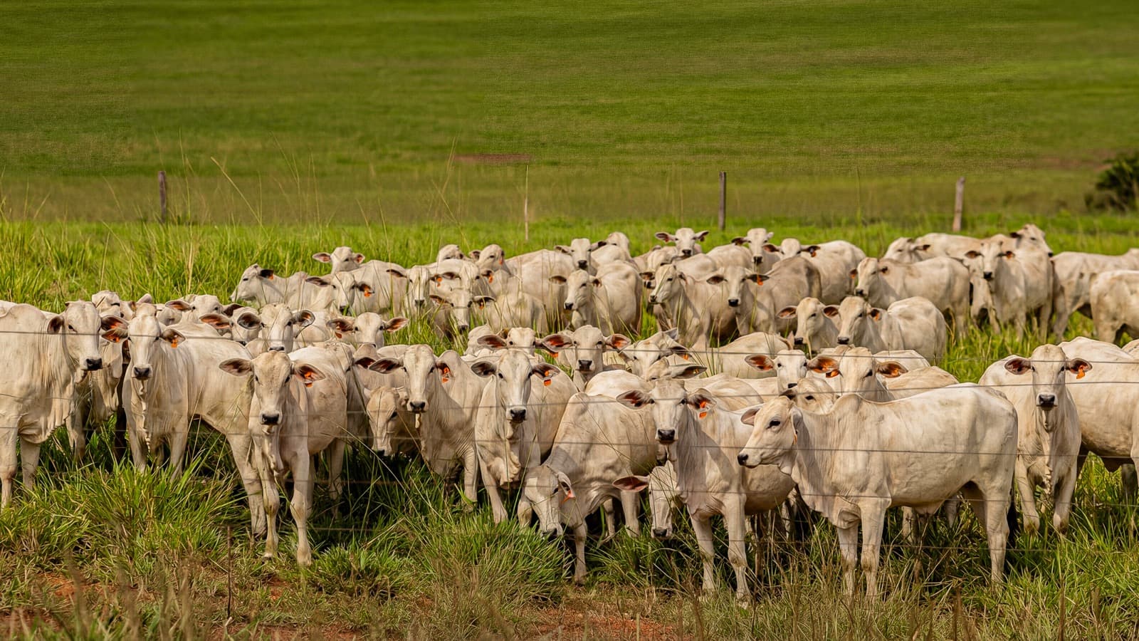 InstaBov — brinco inteligente no campo